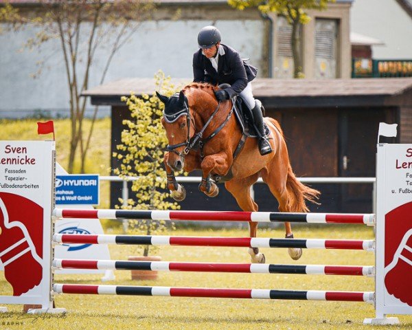 jumper London Calling 7 (Oldenburg show jumper, 2017, from London) jumper London Calling 7 (Oldenburg show jumper, 2017, from London)