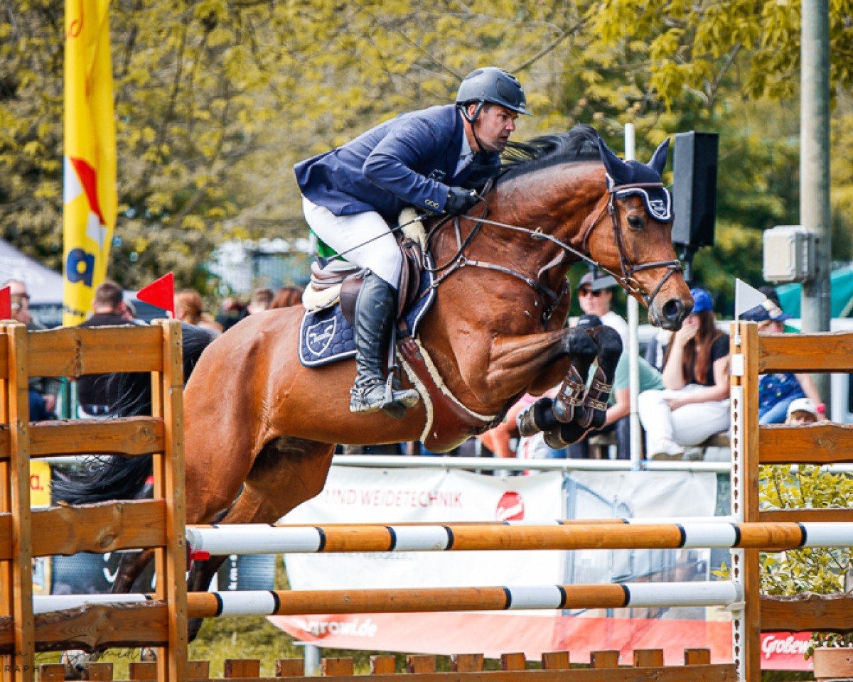 jumper Miss Cha Cha H (Oldenburg show jumper, 2017, from Messenger)