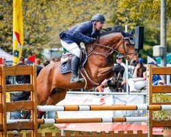 jumper Miss Cha Cha H (Oldenburg show jumper, 2017, from HH Messenger)