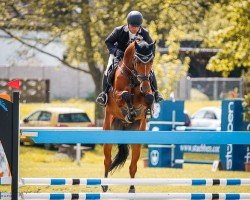Springpferd Mister X 65 (KWPN (Niederländisches Warmblut), 2017, von Golddigger)