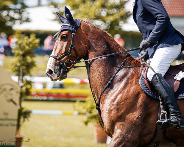 jumper Moonraker 14 (Hanoverian, 2016, from Messenger)