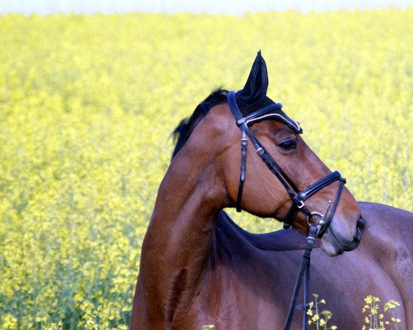 Pferd Carismo 16 (Holsteiner, 1994, von Calato)