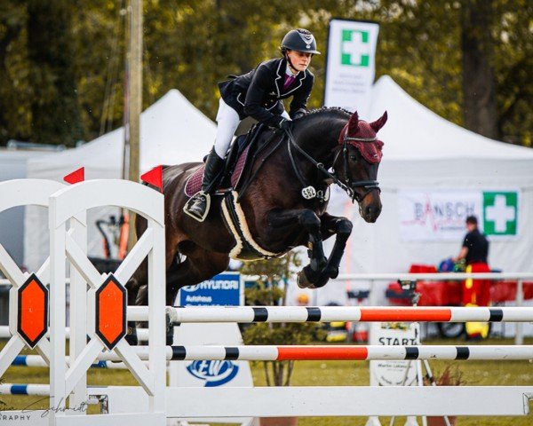 jumper Ogano's Lady K (Oldenburg show jumper, 2018, from Ogano)