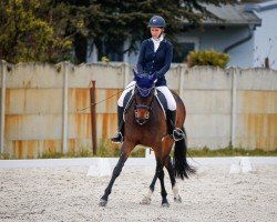 dressage horse Daisy May 2 (Hanoverian, 2010, from Fidertanz)