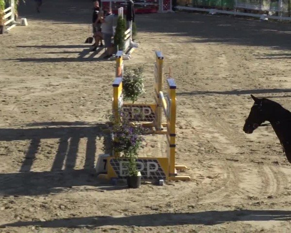 Reitturnier Preding 2023