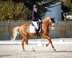 stallion Mastro's Cooper Ixes (German Riding Pony, 2015, from Crazy Dynamic JK)