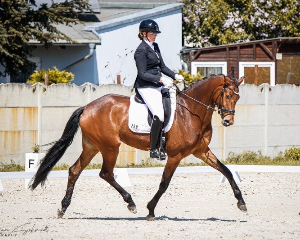 Pferd O'Felize (KWPN (Niederländisches Warmblut), 2019, von Fürst Romancier)