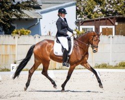 horse O'Felize (KWPN (Royal Dutch Sporthorse), 2019, from Fürst Romancier)
