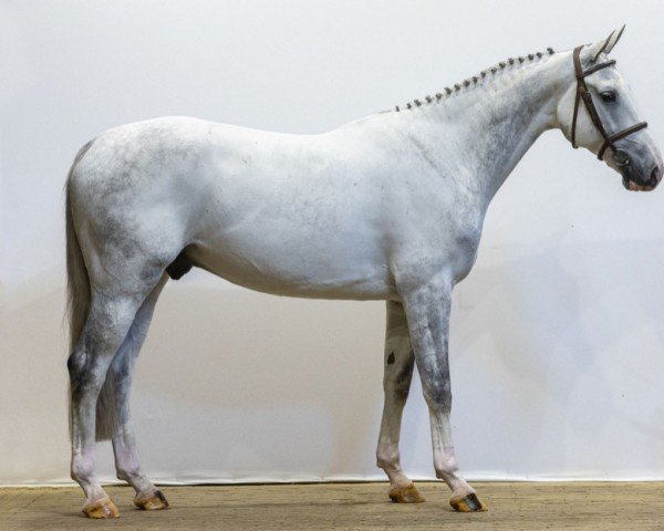 jumper Noulon Keizersberg (KWPN (Royal Dutch Sporthorse), 2018, from Toulon)