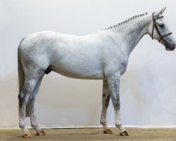 jumper Noulon Keizersberg (KWPN (Royal Dutch Sporthorse), 2018, from Toulon)