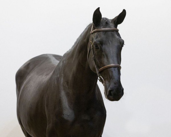 horse Diamant de Laubry Z (Zangersheide riding horse, 2019, from Diamant de Semilly)