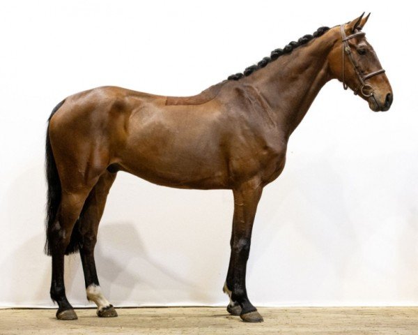horse Lannan (KWPN (Royal Dutch Sporthorse), 2016, from Kannan)