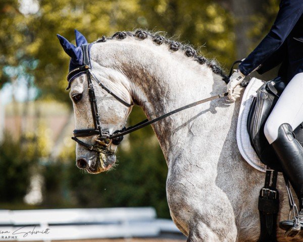 dressage horse Quantero 8 (German Sport Horse, 2015, from Quaterback)