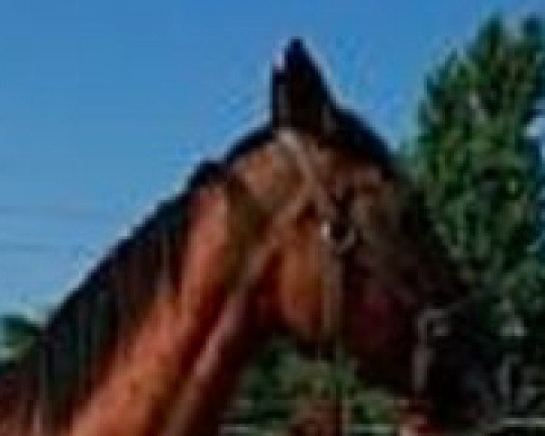 broodmare Belle du Prelet (Selle Français, 1989, from Alme) broodmare Belle du Prelet (Selle Français, 1989, from Alme)