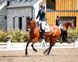 dressage horse Soul Sister Abby (Oldenburg, 2012, from Santino)