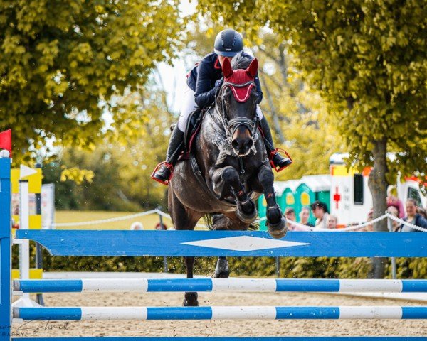 jumper Calme's Brockenhexe (Hanoverian, 2011, from Calme)