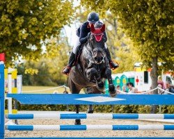 jumper Calme's Brockenhexe (Hanoverian, 2011, from Calme)