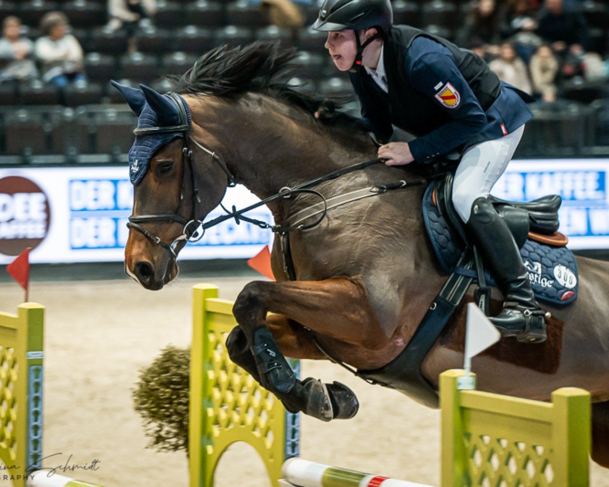 Springpferd Cassita Ca (Holsteiner, 2010, von Cassito)