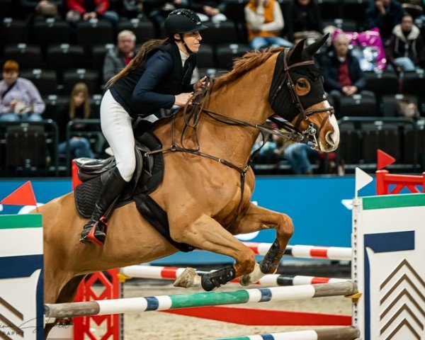 broodmare Chaciosa (Oldenburg, 2010, from Chacco-Blue)