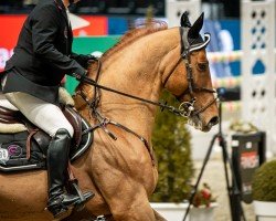 stallion CHAMPION 119 (German Sport Horse, 2008, from Chacco-Blue)