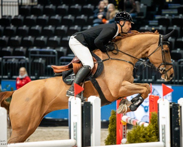 jumper Lamkel Ze Tb (Oldenburg show jumper, 2016, from Messenger)