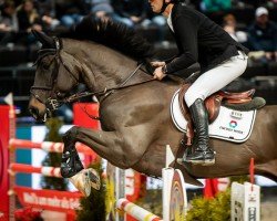 jumper NEUGSCHWENTS DIAMANT (Oldenburg show jumper, 2017, from Diamant de Semilly)