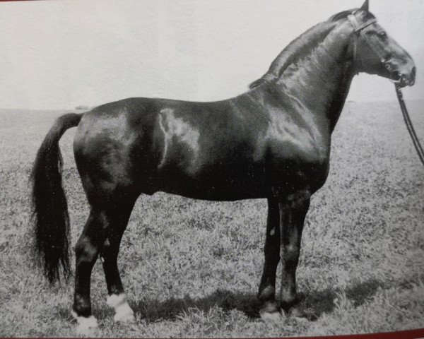 stallion Carel Mo 1311 (Heavy Warmblood, 1969, from Cabinett Mo 1220)