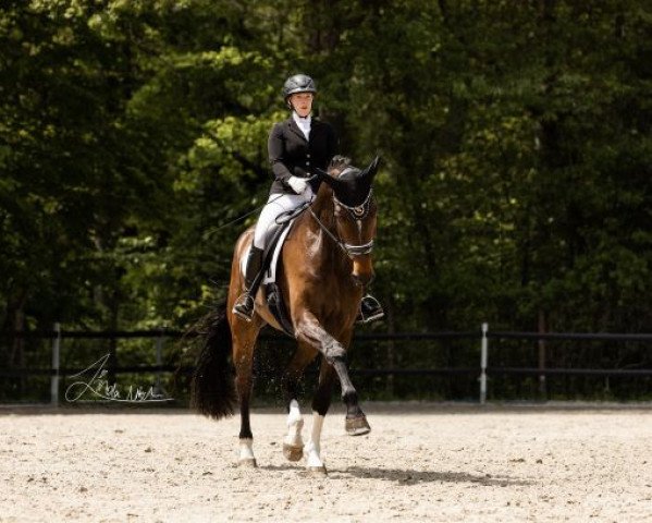 Dressurpferd Fabulous Fritz (Westfale, 2016, von Florenciano 6)