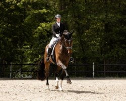 Dressurpferd Fabulous Fritz (Westfale, 2016, von Florenciano 6)