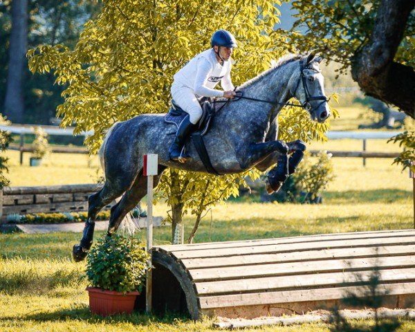 jumper V-eins (German Sport Horse, 2018, from Vulkato) jumper V-eins (German Sport Horse, 2018, from Vulkato)