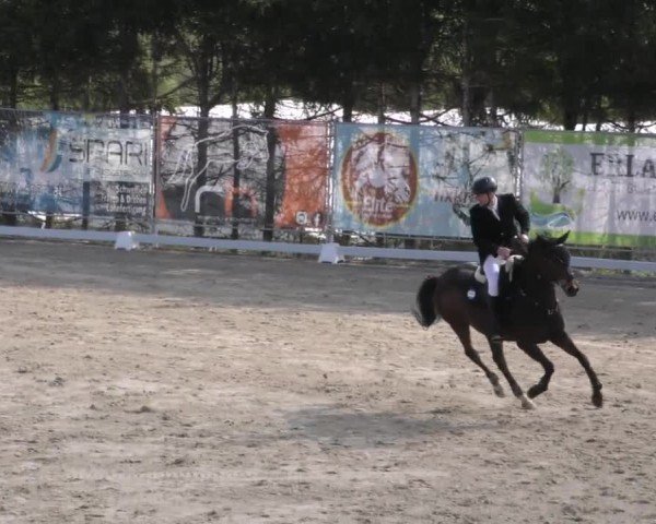 Reitturnier Preding 2023