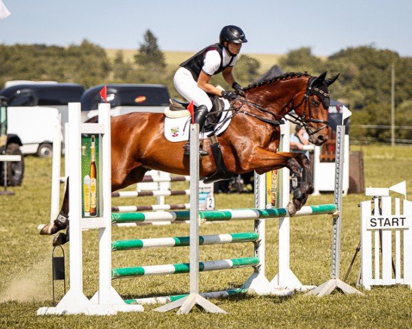 dressage horse Flynn 38 (Oldenburg, 2012, from Lingh)