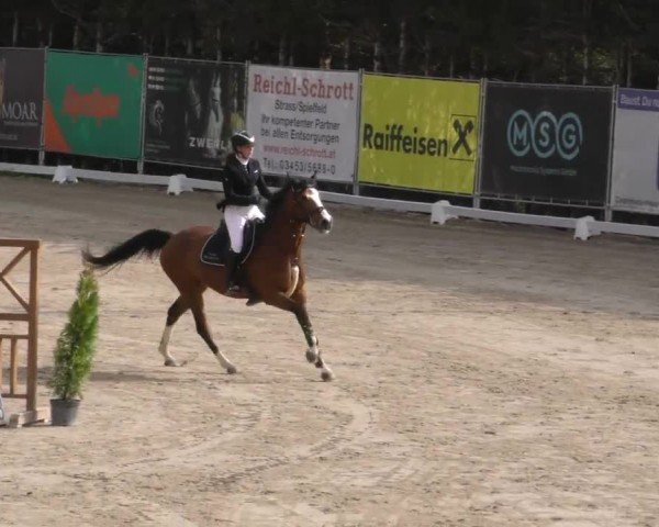 Reitturnier Preding 2023