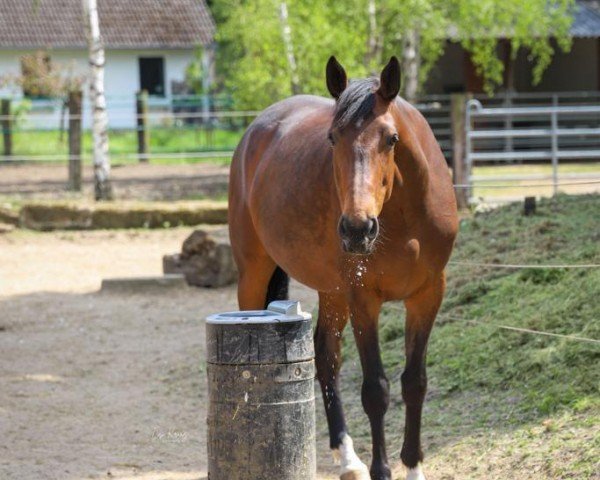 horse Banzai Pipeline (Hanoverian, 2016, from Buckingham)