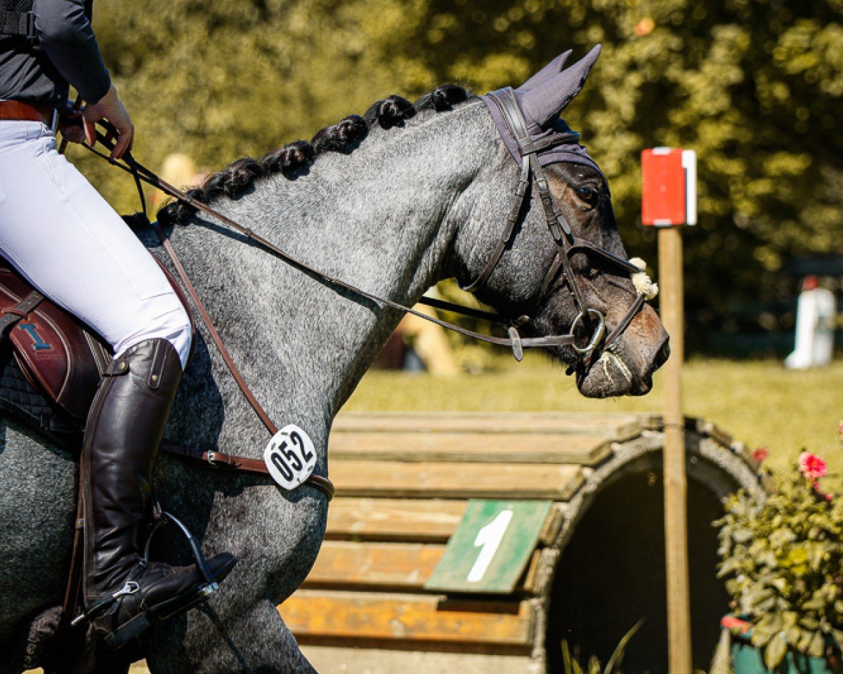 Jumper Dunlewey Penguin (Arabian half-blood / Partbred, 2017, from Persiflage AA)