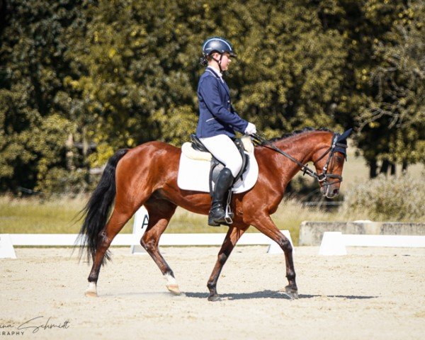 Dressurpferd Piccolo 420 (Pony ohne Rassebezeichnung, 2000)