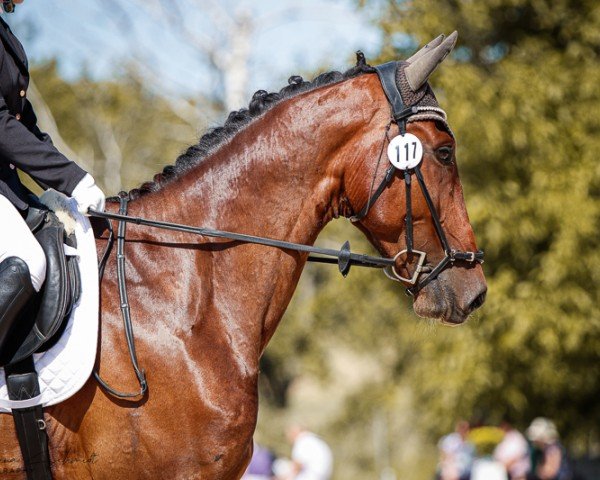 dressage horse Poseidon 152 (German Sport Horse, 2017, from Pacific)