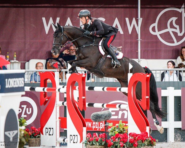 Springpferd Cash du Pratel (Selle Français, 2012, von L'Arc de Triomphe)