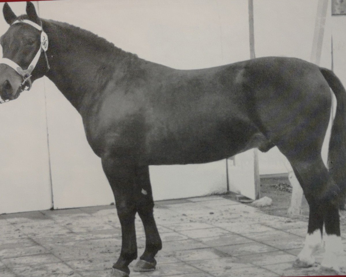 stallion Elkan Mo 1239 (Heavy Warmblood, 1964, from Edelfalk Mo 1160)