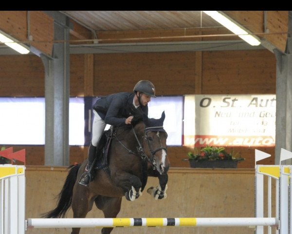 Springpferd Cigale Les Parts (Selle Français, 2012, von Top Gun Semilly)