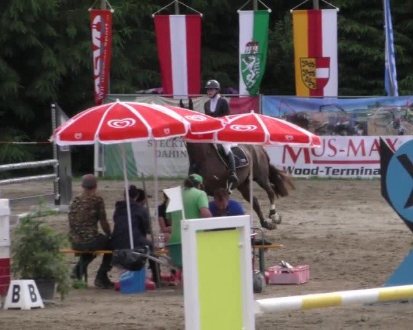 Reitturnier Tillmitsch 2023