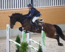 jumper Aquitano F CH (Swiss Warmblood, 2014, from Aquilino)