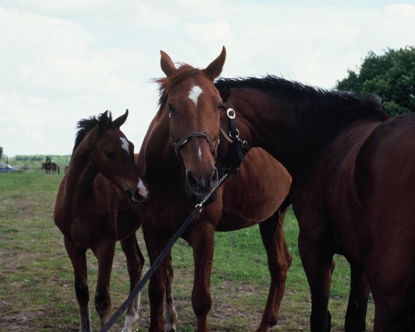 broodmare Fürstin (Noble Warmblood, 1977, from Forstwart)