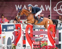 jumper Dirina O.h. Z (Zangersheide riding horse, 2014, from Dicasi OH)