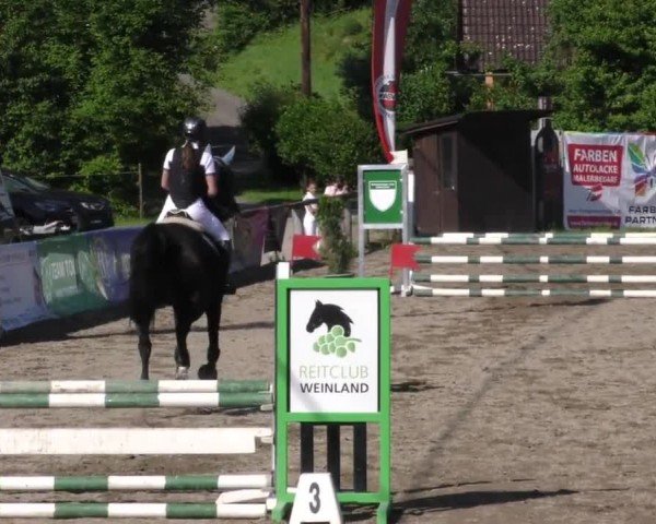 Reitturnier Tillmitsch 2023