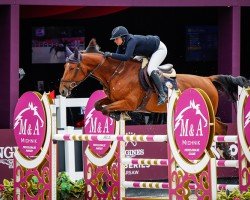 Springpferd Godiva S (Belgium Sporthorse, 2012, von Andiamo)