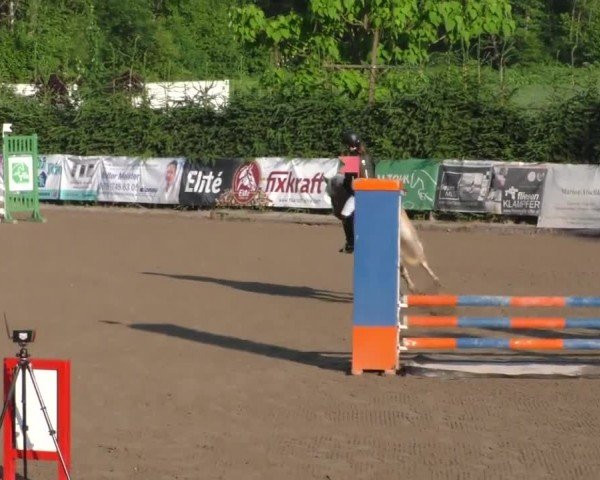 Reitturnier Tillmitsch 2023
