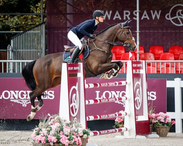 jumper Kaloma-N (KWPN (Royal Dutch Sporthorse), 2015, from Sterrehof's Great Blue) jumper Kaloma-N (KWPN (Royal Dutch Sporthorse), 2015, from Sterrehof's Great Blue)