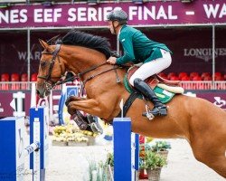 jumper Karanza van de Boomgaardschuur (KWPN (Royal Dutch Sporthorse), 2015, from Eldorado van de Zeshoek)