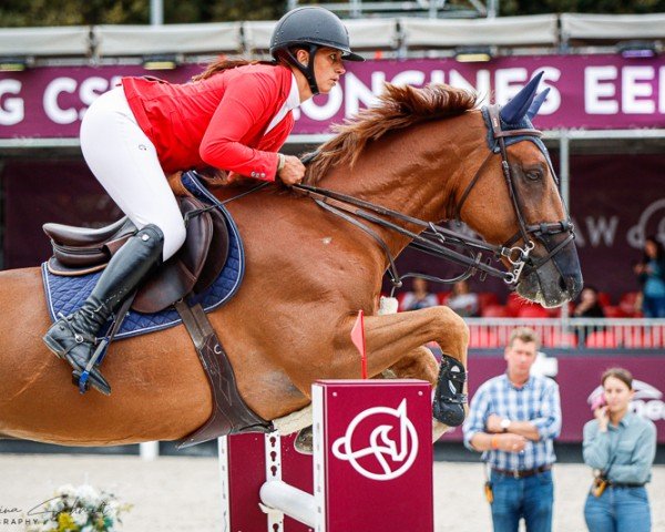 Springpferd Pecorino de La Liniere (Belgisches Warmblut, 2015, von Bamako de Muze)